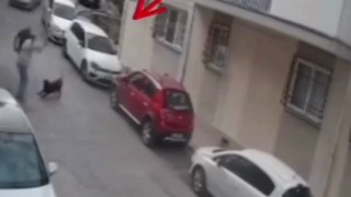 İzmirde köpeğe kemerli şiddet