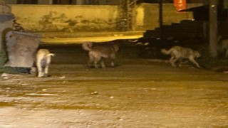 Kağızmanda sokak köpekleri tehlike saçıyor: Vatandaşlar ve veliler tedirgin