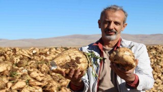 Kahramanmaraşta şeker pancarı sökümü başladı