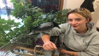 Kahvehane bağımlısı karga mahallenin maskotu haline geldi