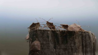 Kahverengi kokarca böceği toruna hasret bıraktı: Böcekler olmasa gelecekler ama korkuyorlar