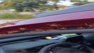 Kahverengi kokarca Giresunda evleri ve araçları istila etti