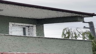 Kahverengi kokarcaların sardığı bina adeta renk değişti