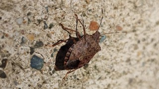 Kahverengi kokarcanın kışlaklara yönelme tehlikesi