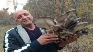 Kanlıca mantarı vatandaşların ilgi odağı oldu