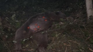 Kapana yakalanan ayı kurtarıldı