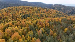 Karabük ormanlarındaki sonbahar renkleri mest ediyor