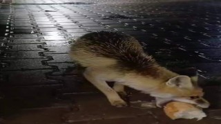 Karabükte tır sürücüsü tilkiyi ekmekle besledi
