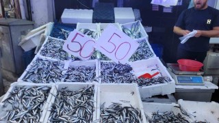 Karadeniz hamsisi tezgahları doldurdu: Kilosu 50 lira