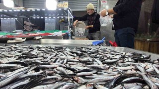 Karadenizde hamsi bollaştı, Bartında kilosu 50TLye düştü