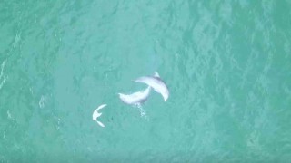 Karadenizde yunusların dansı dron kamerasına takıldı