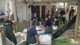 Karadenizden kasalarca hamsi çıktı