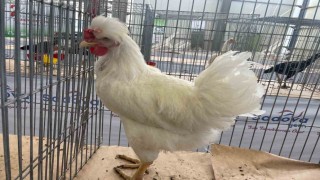 Karadenizin Gugullisi Balıkesirde ilgi odağı oldu