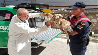Karamanda yaralı bulunan kızıl şahin koruma altına alındı