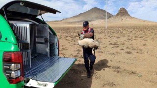 Karamanda yaralı pelikanlar koruma altına alındı