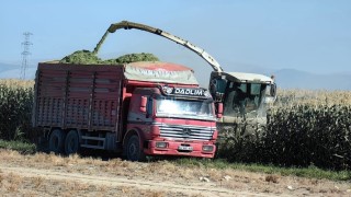 Karapınarda mısır hasadı başladı