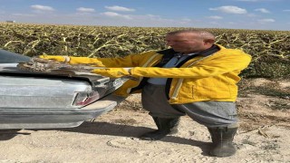 Karapınarda tarlada bulunan yaralı kulaklı baykuş kurtarıldı