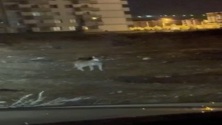 Karsın en şaşırtan misafiri: Kurt merkezde gezintiye çıktı