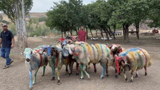 Karsta asırlık koç katım geleneği renkli görüntülere sahne oldu