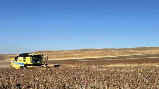 Karsta Ayçiçeği hasadı başladı