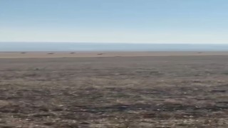 Karsta köye inen kurt sürüsü kamerada