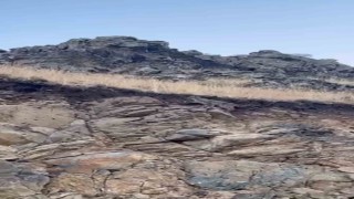 Karsta ormanların hayaleti vaşak kameraya yansıdı