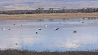 Karsta sulak alanlar yaban kuşlarını ağırlıyor