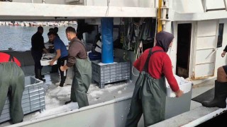 Kasa kasa balıkla döndüler:Tekirdağlı balıkçıların yüzü gülüyor