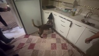 Kasaya zulalanan 10 kiloluk uyuşturucuyu narkotik köpeği Alis buldu