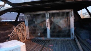 Kastamonuda ilçenin maskotu haline gelen yavru ayılar, koruma altına alındı