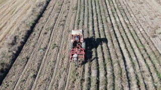 Kastamonuda patates hasadı sürüyor