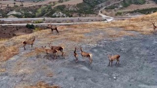 Kastamonunda kızıl geyikler kameralara yansıdı