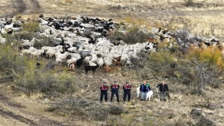 Kayıp 544 adet küçükbaş hayvanı dron ile bulunup sahibine teslim edildi