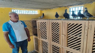 Kayıp güvercinlerini bulana ödülü 100 bin liraya çıkardı