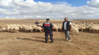 Kayıp küçükbaş hayvanları jandarma buldu