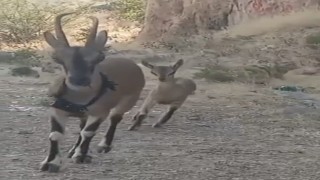 Kazankaya Kanyonuna bırakılan keçiler yavrulayıp çoğalıyor