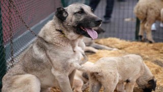 Keçiörende Anadoluya Açılan Kapı Sivas Günleri başladı