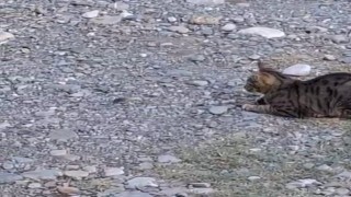 Kedi fareyle top gibi oynadı