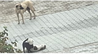 Kedi-köpek dostluğu kameralara yansıdı
