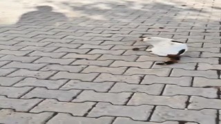 Kedinin fareyle oyunu kamerada