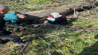 Kestiği ağacın altında kalan kişi yaralandı