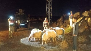 Kiliste kaybolan 11 koyun jandarma ekiplerince bulundu
