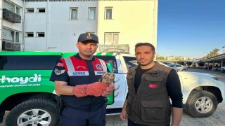 Kiliste yaralı halde bulunan kerkenez kuşu koruma altına alındı