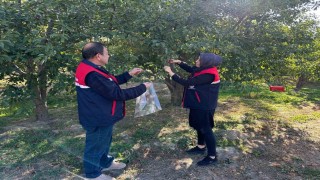 Kiraz ve vişne de zararlılara karşı numune alındı