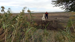 Kırıkhanda sulama kanalına düşen eşeği itfaiye kurtardı