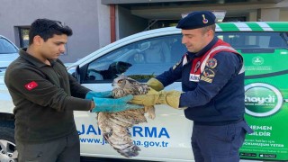 Kırıkkalede yaralı puhu kuşu tedaviyle yaşama döndü