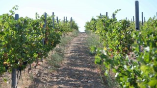 Kırklarelinde zirai dondan etkilenen üreticilere destek ödemesi