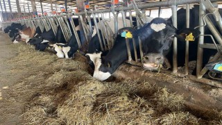 Kırmızı et fiyatlarının ateşi düştü