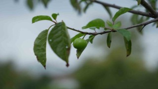Kış ayına günler kala çiçek açan erik ağaçları meyve verdi