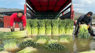 Kış sebzesi pırasada hasat heyecanı